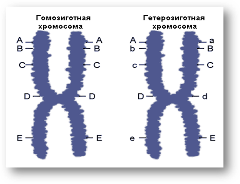 Спаривание хромосом. Гомозиготные хромосомы. Гомозиготные и гетерозиготные. Гомозигота и гетерозигота это. Гетерозигота хромосома.
