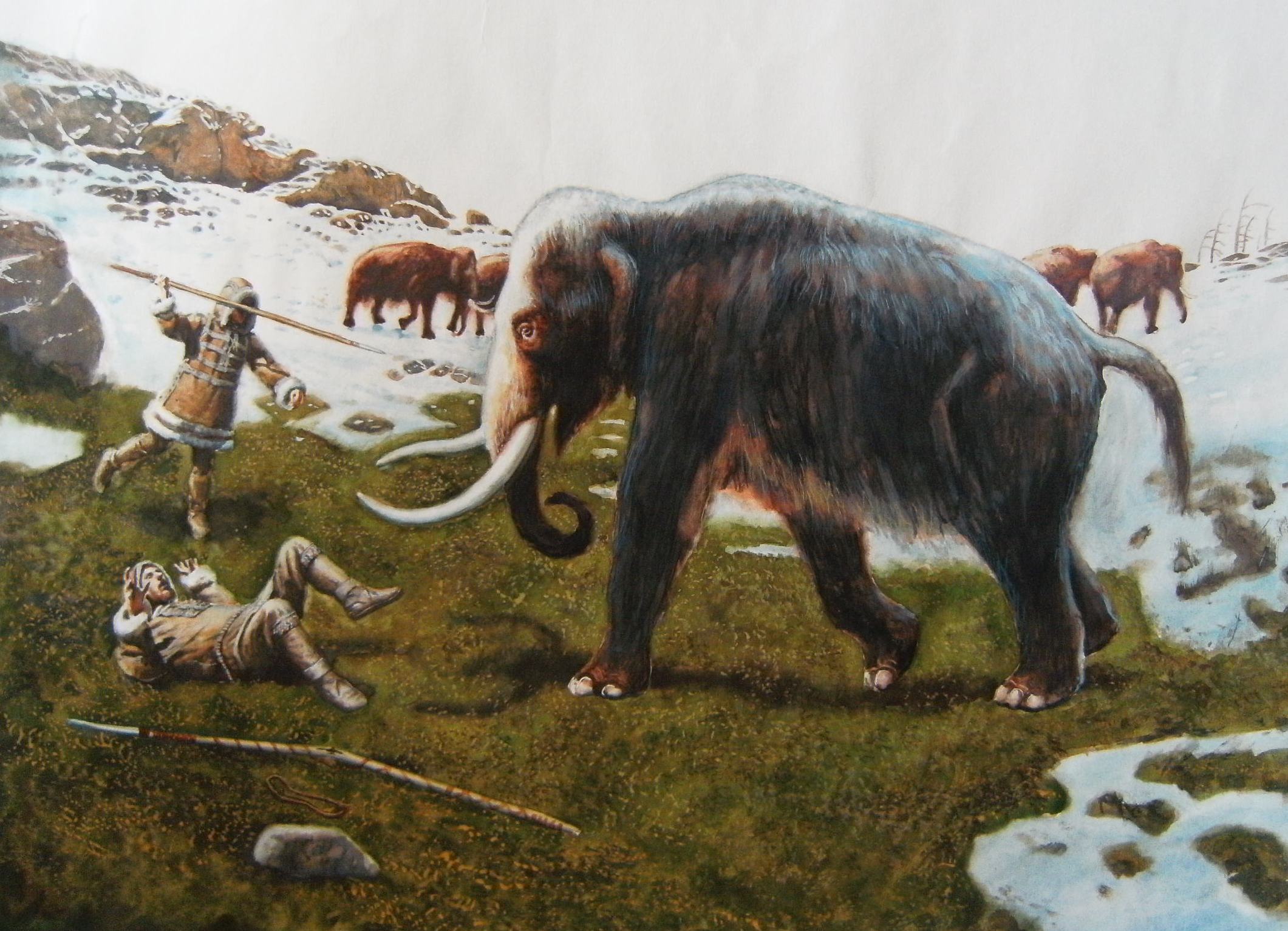 Где жили мамонты. Вымирание шерстистых Мамонтов. Шерстистый мамонт охота древних людей. Ареал шерстистого мамонта. Шерстистый мамонт и человек.