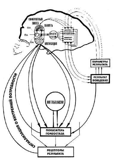 Схема поведенческого акта по анохину схема