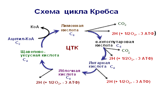 Окисление Глюкозы цикл Кребса. Цикл Кребса реакции. Энергетическая роль цикла Кребса. Аэробный распад углеводов. Цикл Кребса.