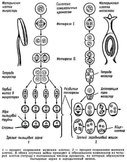 Генеративная клетка набор хромосом. Схема спорогенеза и гаметогенеза у растений. Образование гамет половых клеток у растений. Спорогенез и гаметогенез у цветковых растений. Образование пыльцевого зерна у цветковых растений.