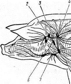 Артерия у свиньи где находится фото. Лимфатическая система свиньи схема. Лимфатические узлы головы свиньи. Лимфатические узлы свиньи схема. Лимфатическая система свиньи.