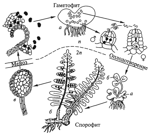 Споры хвощей клетки заростка папоротника спермии