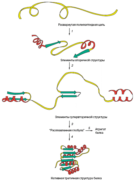 Нативная конформация белков. Образование нативной конформации белка. Стадии образования конформации белка. Формирование нативной структуры белка. Нативная структура белков это.