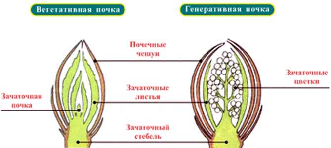 Вегетативными называют почки. Вегетативная почка и генеративная почка. Вегетативная почка это в биологии. Вегетативная листовая почка и генеративная. Строение вегетативной листовой почки.