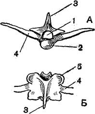 В позвоночнике 2 отдела туловищный и хвостовой. Строение позвоночника лягушки. Позвонки амфибий. Скелет лягушки кости позвоночника.