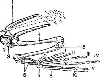 Скелет поясов конечностей лягушки. Строение пояса задних конечностей лягушки. Пояс задних конечностей у амфибий. Тазовый пояс конечностей лягушки. Скелет лягушки пояс задних конечностей.