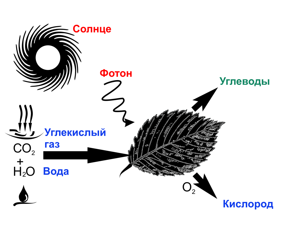 Фотосинтез у растений схема