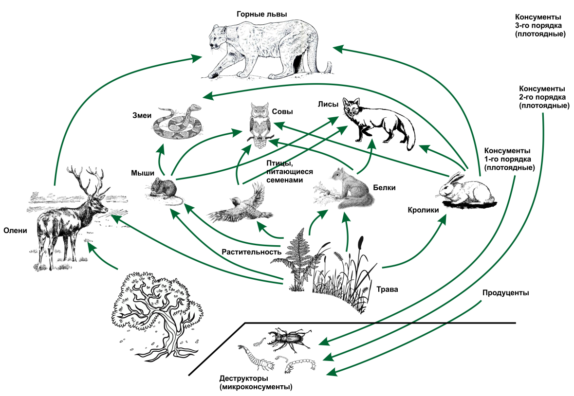 Трофическая структура экосистемы схема. Пищевая сеть это в биологии 9 класс. Трофическая структура цепи питания. Пищевая сеть биология 11 класс. Составьте 10 цепей питания