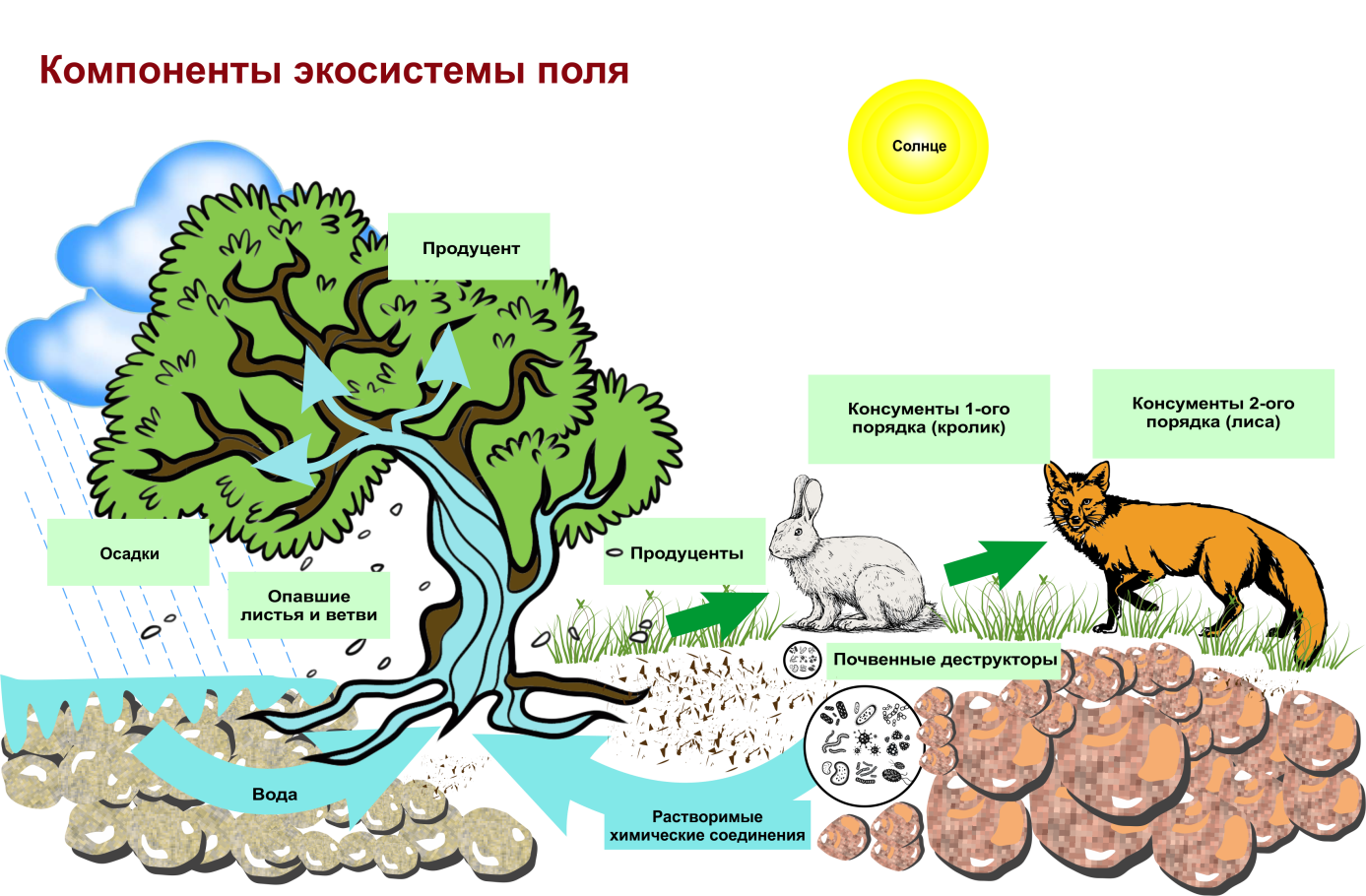 Увеличение биологической продуктивности природных зон. Структура биогеоценоза и экосистемы. Схема трофической структуры биоценоза широколиственного леса. Строение биогеоценоза экосистемы. Схема состава компонентов экосистемы.