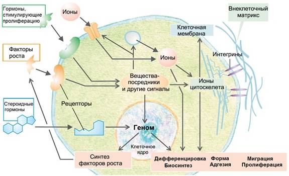 Основные механизмы повреждения клеток схема