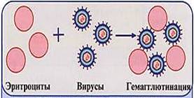 Реакция нейтрализации иммунология схема