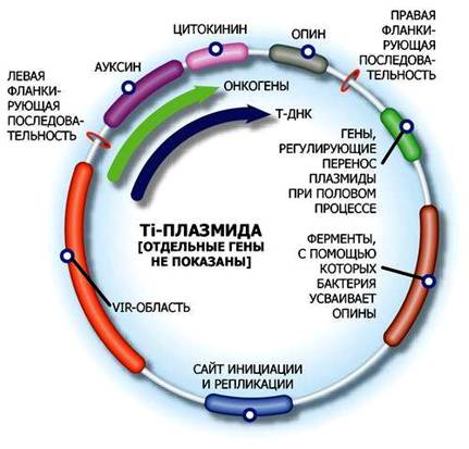 Вирус бактерия или плазмида несущая встроенный фрагмент. Структура плазмиды бактерий. Ti плазмида строение. Строение бактерии плазмида. Плазмида строение.