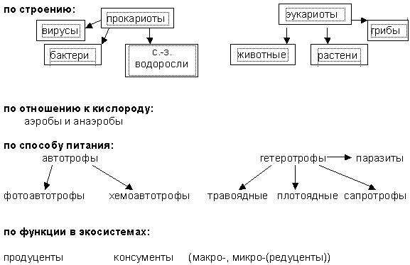 Схема классификация организмов по типу питания - 94 фото