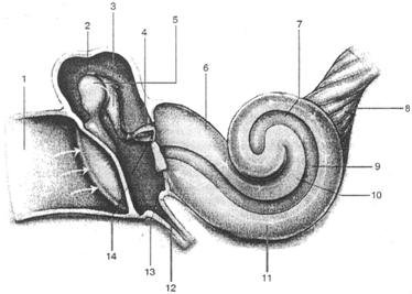 Эндолимфа улитки. Ушная улитка. Ушная раковина улитка. Наружное ухо и звукопроведение. Система звукопроведения.