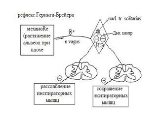 Рефлекс чермака схема