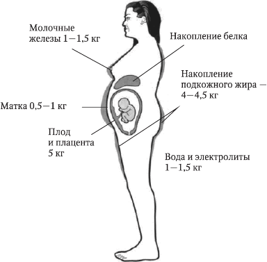 Изменение организма во время беременности