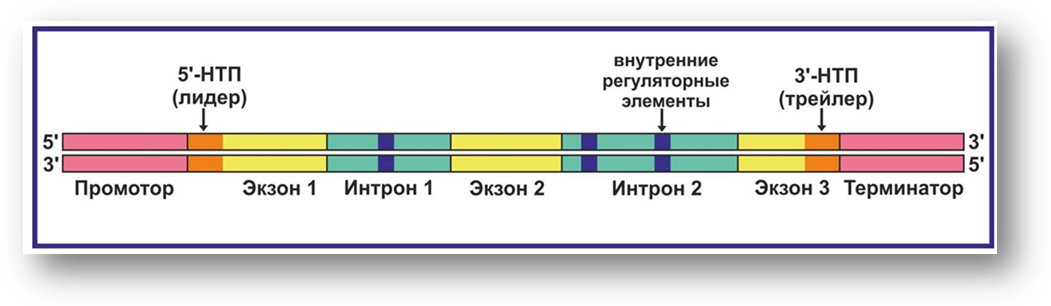 Структурное строение гена. Структура Гена прокариот и эукариот. Строение Гена Интрон Экзон. Структура Гена прокариот схема. Промотор Гена эукариот.