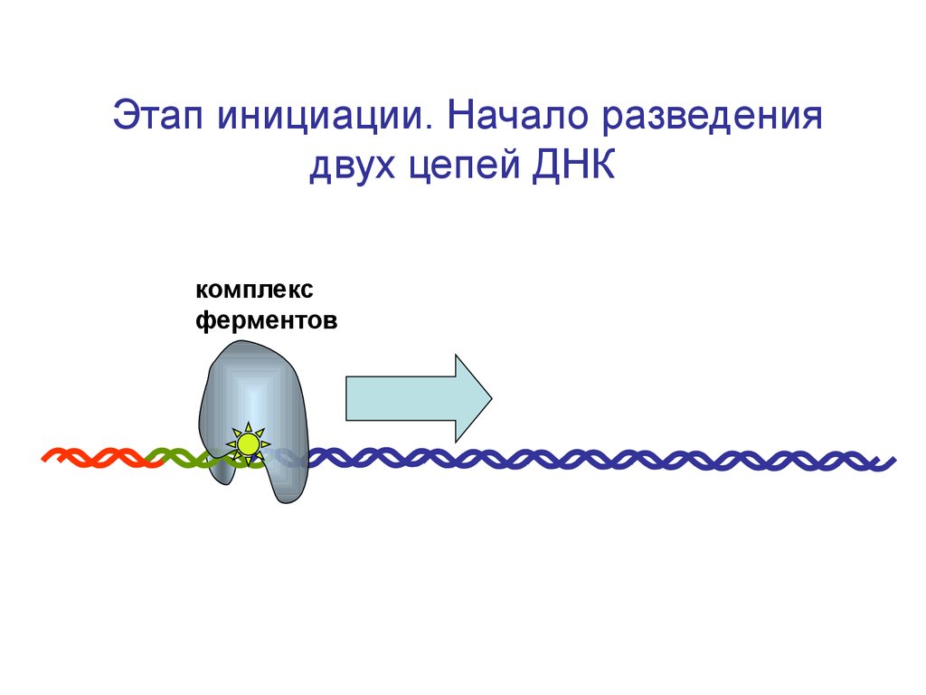 Транскрипция инициация элонгация терминация. Элонгация и терминация репликации. Терминация репликации ДНК. Этап инициации ДНК. Инициация репликации ДНК.