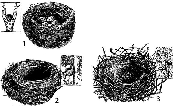 Определить гнезда птиц. Гнездо дрозда схема. Типы гнезд птиц. Гнезда птиц схема. Гнездо певчего дрозда.