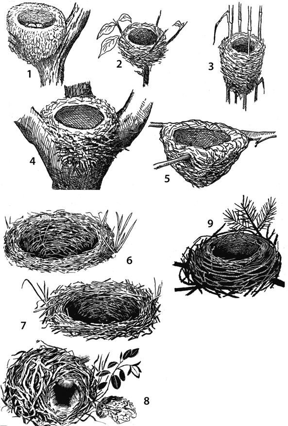 Определить гнезда птиц. Типы гнезд птиц. Формы птичьих гнезд. Гнёзда птиц с названиями. Классификация птичьих гнезд.
