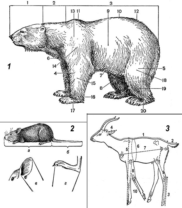 Особенности внутреннего строения медведя. Промеры черепов млекопитающих. Промеры мелких млекопитающих. Основные части тела млекопитающего медведя. Туловище млекопитающих.