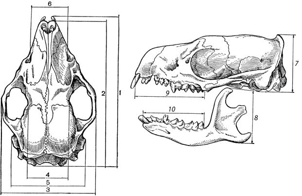Изучите строение черепа млекопитающего. Промеры черепа млекопитающих. Строение черепа ондатры. Строение черепа крысы (вид сверху и сбоку).. Череп крысы сбоку.