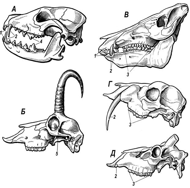 Дифференциация зубов млекопитающих. Зубная система млекопитающих. Череп парнокопытных строение. Дифференцировка зубов у млекопитающих. Зубная система непарнокопытных млекопитающих.
