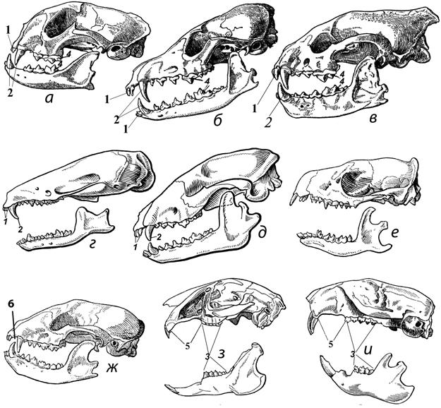 Череп млекопитающих рисунок