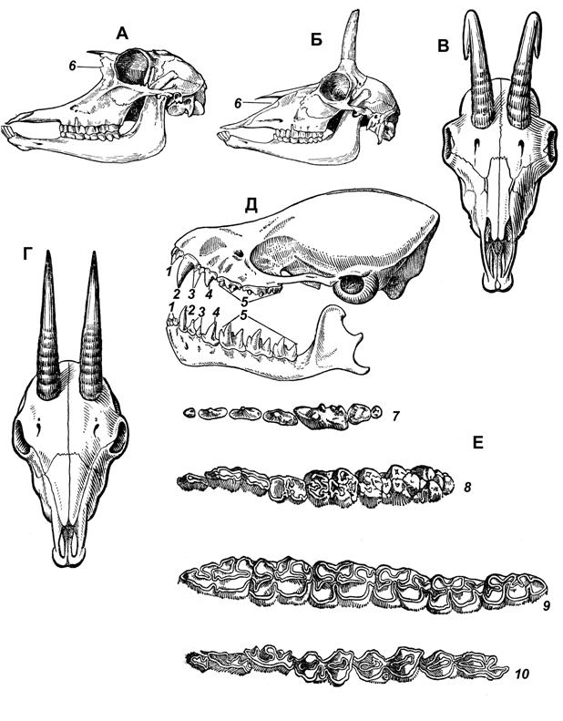 Изучите строение черепа млекопитающего обратите внимание. Отряд парнокопытные зубная формула. Непарнокопытные зубная формула. Отряд непарнокопытные зубная формула. Зубная система млекопитающих анатомия.