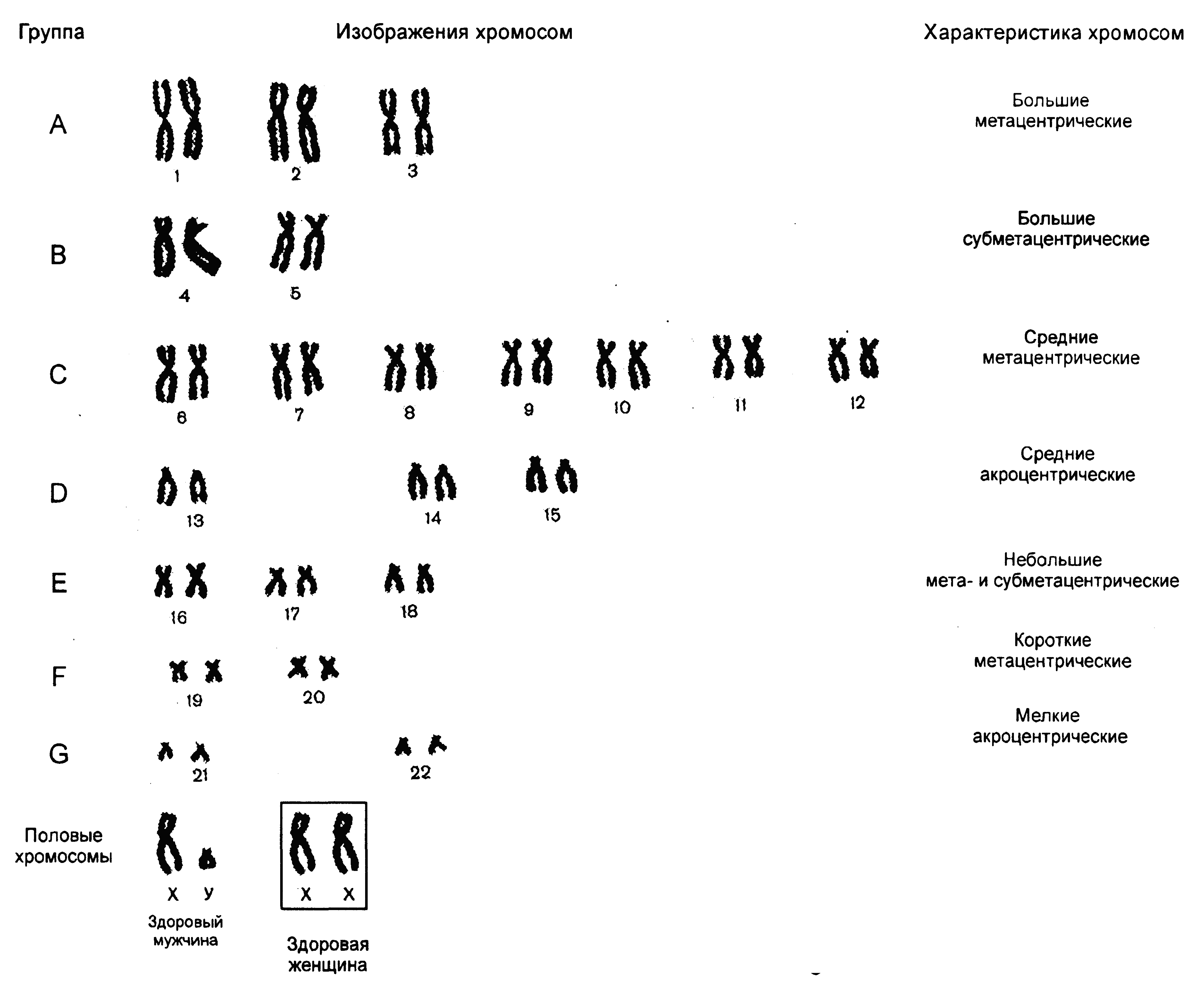 Характеристики хромосом человека