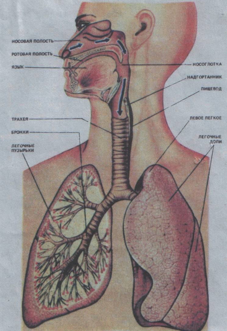 Пищевод бронхи. Дыхательная система. Дыхательная система человека. Органы дыхательной системы. Дыхательные пути человека.
