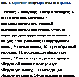 роль ферментов в пищеварении и методы его изучения создатель учения о пищеварении. Смотреть фото роль ферментов в пищеварении и методы его изучения создатель учения о пищеварении. Смотреть картинку роль ферментов в пищеварении и методы его изучения создатель учения о пищеварении. Картинка про роль ферментов в пищеварении и методы его изучения создатель учения о пищеварении. Фото роль ферментов в пищеварении и методы его изучения создатель учения о пищеварении