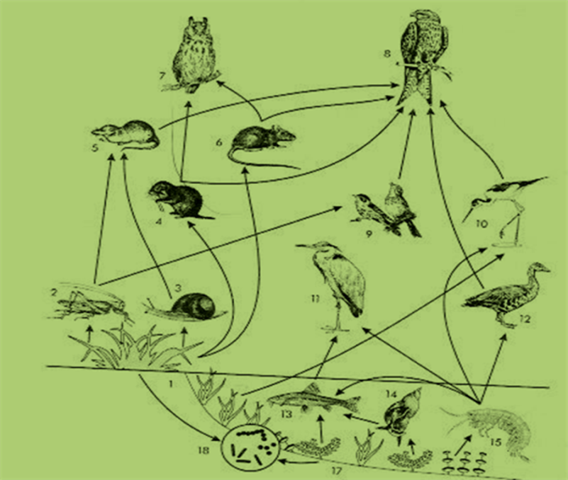Биологические связи организмов. Биоценоз сеть питания схема. Схема трофической сети экосистемы. Пищевая сеть это в биологии 9 класс. Пищевая сеть леса схема.