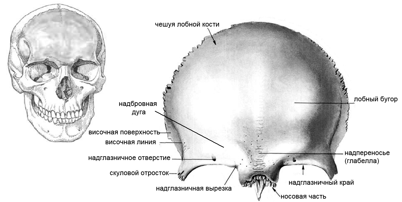 Лобные латынь. Кости черепа лобная кость анатомия. Строение лобной кости анатомия. Лобная кость лобные бугр. Чешуя лобной кости черепа.