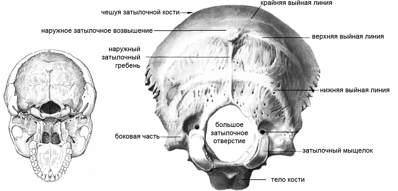 Кость на затылке. Затылочная кость черепа анатомия строение. Верхняя выйная линия затылочной кости. Нижняя выйная линия затылочной кости.