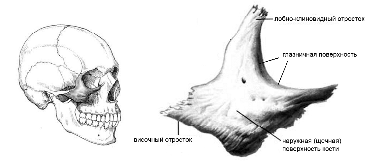 Анатомия скуловой кости. Скуловая кость анатомия строение. Скуловая кость анатомия человека. Скуловая дуга анатомия человека. Кости черепа скуловой отросток.