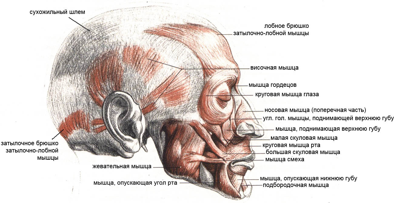 Затылок область. Крепление затылочно лобной мышцы. Мышцы свода черепа анатомия.