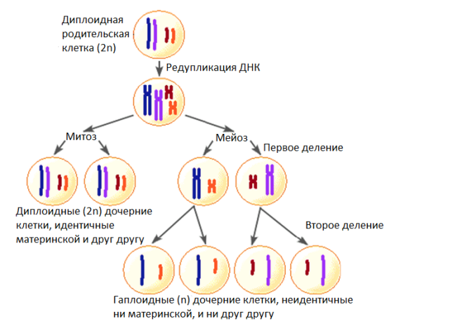 В результате мейоза образуются четыре. Образуются дочерние диплоидные клетки. Мейоз 2 гаплоидная клетка. Набор хромосом при митозе и мейозе схема. Диплоидный набор хромосом схема.