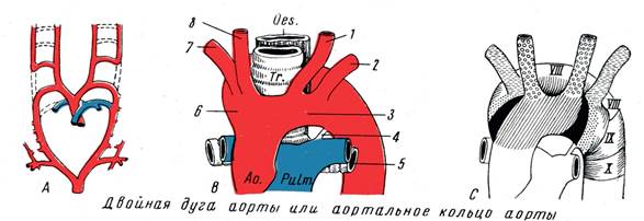 4 дуги сердца