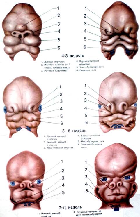 Развитие лицевой области. Жаберные дуги эмбриона человека. Этапы развития лица у эмбриона. Формирование лицевого черепа. Развитие лицевого скелета в эмбриогенезе.