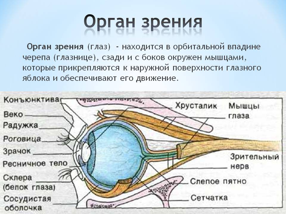 Органы чувств структура. Строение органа зрения (строение глазного яблока).. Анатомические структуры органа зрения анатомия. Орган зрения анатомия строение. Органы чувств строение глаза.