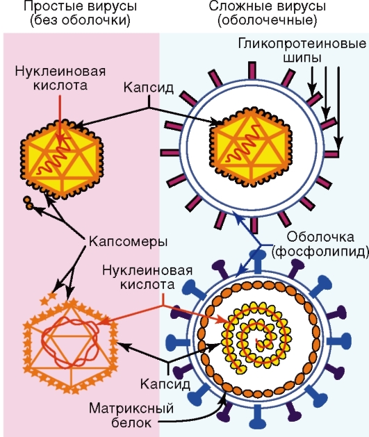 Вирусы состоят из нуклеиновой кислоты. Строение простых и сложных вирусов. Строение сложного вируса микробиология. Схематичное строение простого и сложного вируса. Строение вириона полиомиелита.