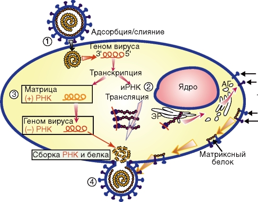 Минус рнк вирусы. Жизненный цикл РНК вируса схема. Жизненный цикл РНК содержащих вирусов. Жизненный цикл вируса паротита. Схема репродукции РНК содержащих вирусов.