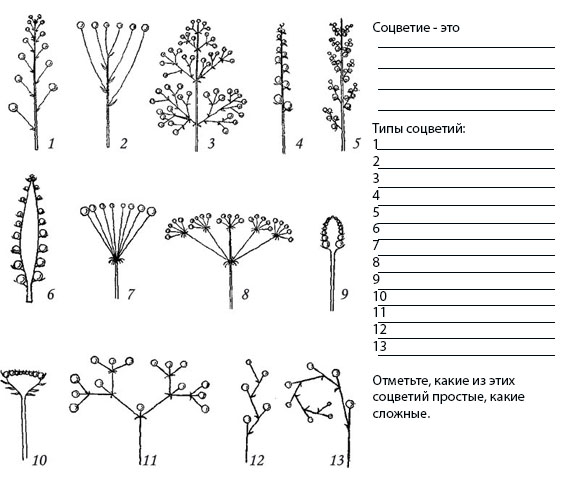 Тест цветок соцветие 6 класс биология. Типы соцветий. Типы соцветий таблица. Схема типов соцветий. Тип соцветия груши.