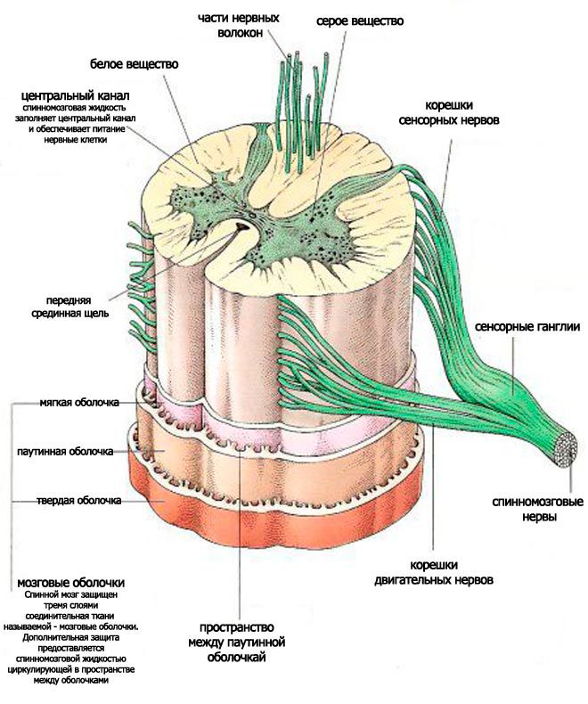 Спинномозговой канал на рисунке