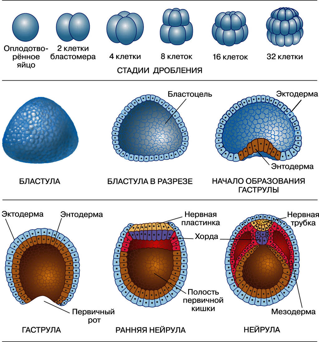 Этапы эмбрионального деления