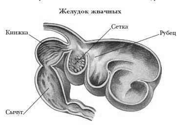 Сложный желудок жвачных. Многокамерный желудок млекопитающих. Многокамерный желудок КРС анатомия. Многокамерный желудок жвачных. Многокамерный желудок жвачных анатомия.