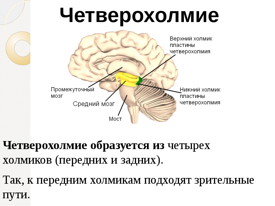 Средний и промежуточный мозг строение. Пластинка четверохолмия головного мозга. Средний мозг функции четверохолмия. Ручка верхнего холмика среднего мозга. Четверохолмие строение и функции.