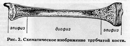 Схема длинной трубчатой кости взрослого человека и ребенка рентген